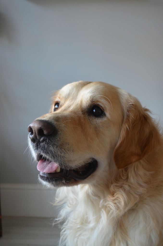 Golden Retriever Stories - The Cardiff Cwtch